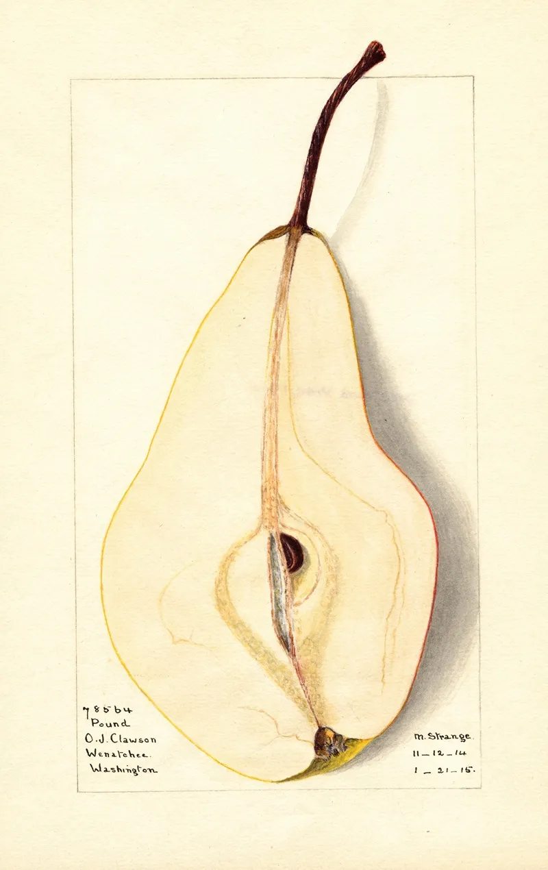 Pyrus Communis Pound Wall Art by M. Strange - High-Resolution Digital Print