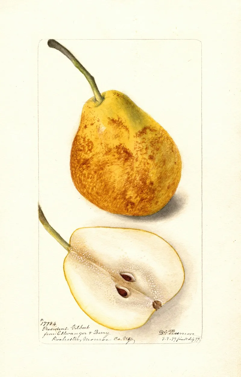 Pyrus Communis President Gilbert Wall Art by Deborah Griscom Passmore - High-Resolution Digital Print