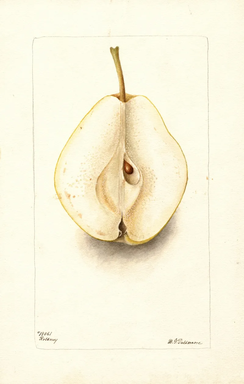 Pyrus Communis Rossney Wall Art by Deborah Griscom Passmore - High-Resolution Digital Print