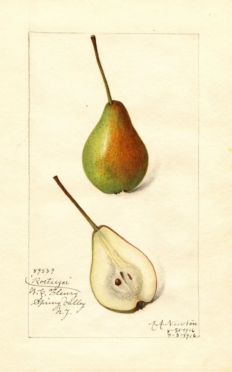 Pyrus Communis Rostiezer Wall Art by Amanda Almira Newton - High-Resolution Digital Print