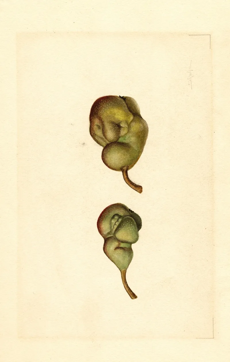 Pyrus Communis Seckel Wall Art by James Marion Shull - High-Resolution Digital Print