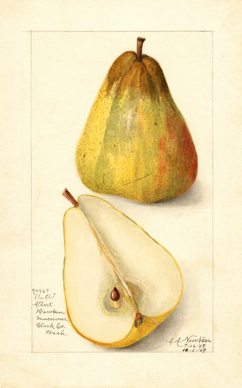 Pyrus Communis Souvenir Du Congress 2 Wall Art by Amanda Almira Newton - High-Resolution Digital Print