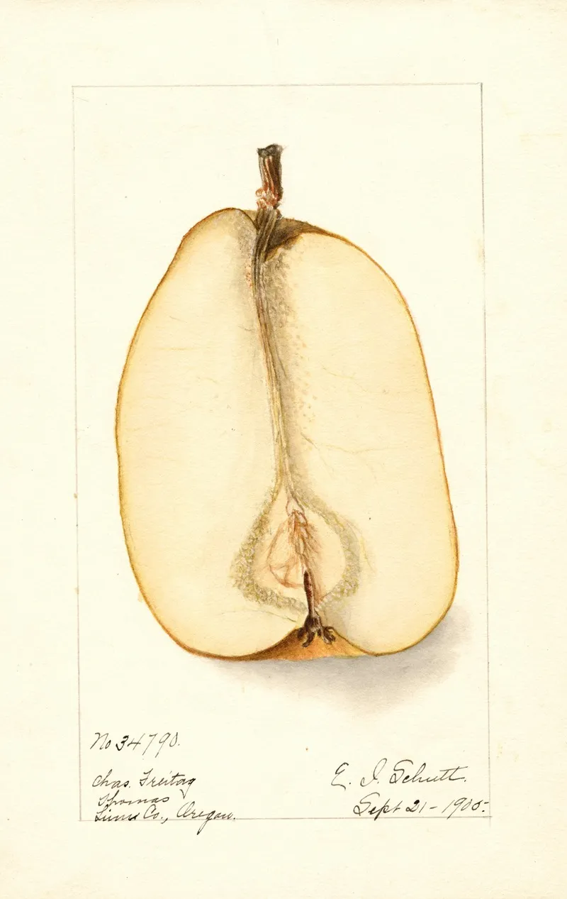 Pyrus Communis Souvenir Du Congress 3 Wall Art by Deborah Griscom Passmore - High-Resolution Digital Print