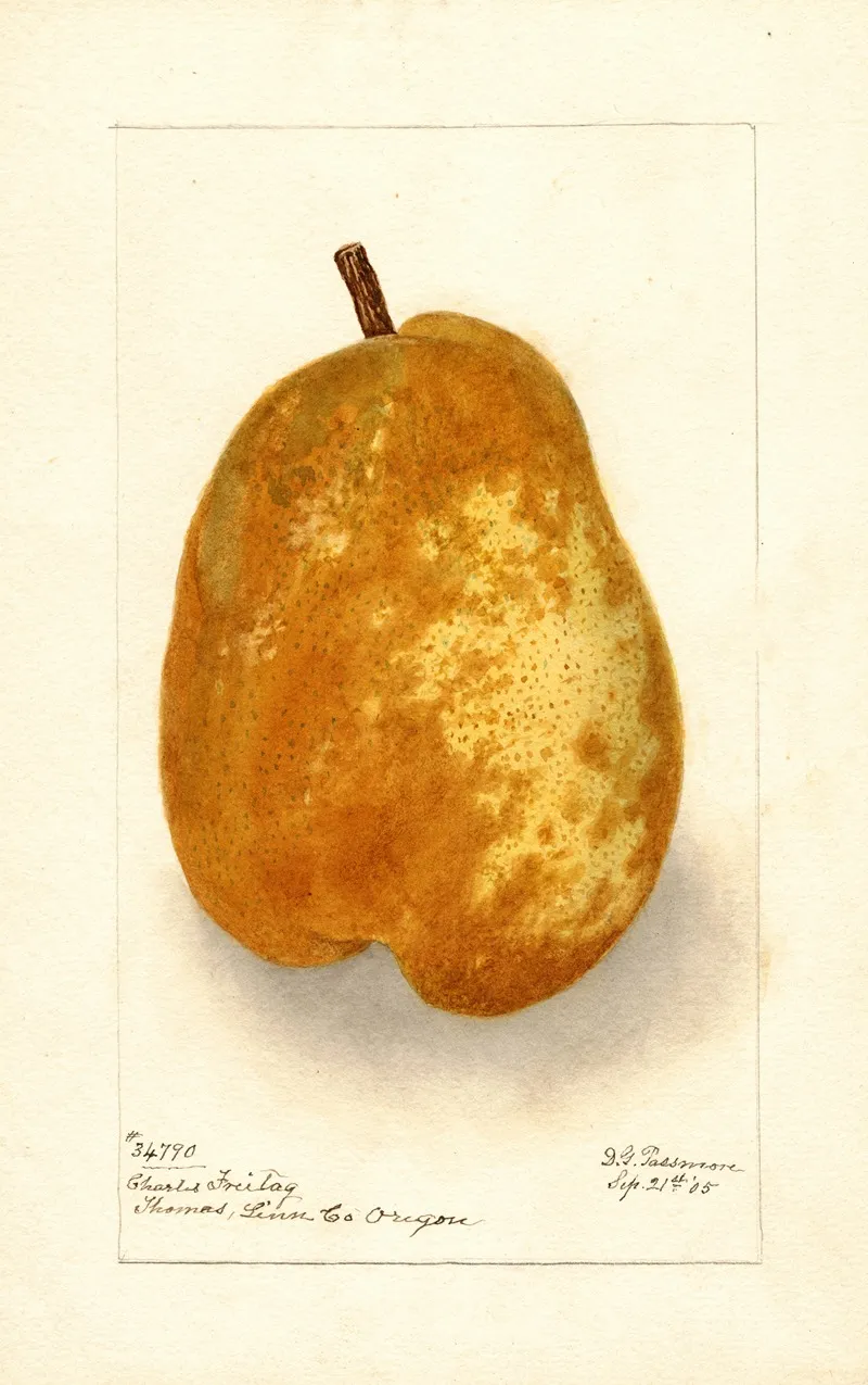 Pyrus Communis Souvenir Du Congress 4 Wall Art by Deborah Griscom Passmore - High-Resolution Digital Print