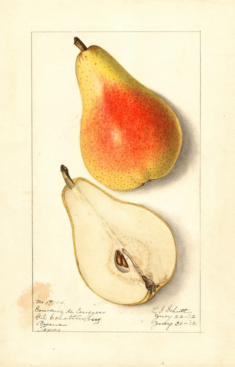 Pyrus Communis Souvenir Du Congress Wall Art by Ellen Isham Schutt - High-Resolution Digital Print