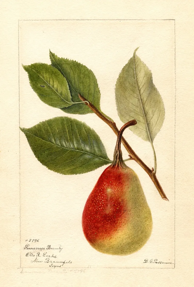 Pyrus Communis Summer Beauty Wall Art by Deborah Griscom Passmore - High-Resolution Digital Print