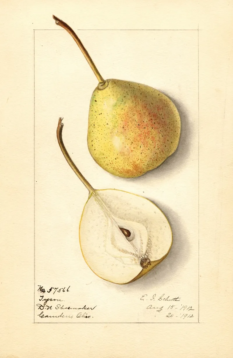 Pyrus Communis Tyson Wall Art by Ellen Isham Schutt - High-Resolution Digital Print