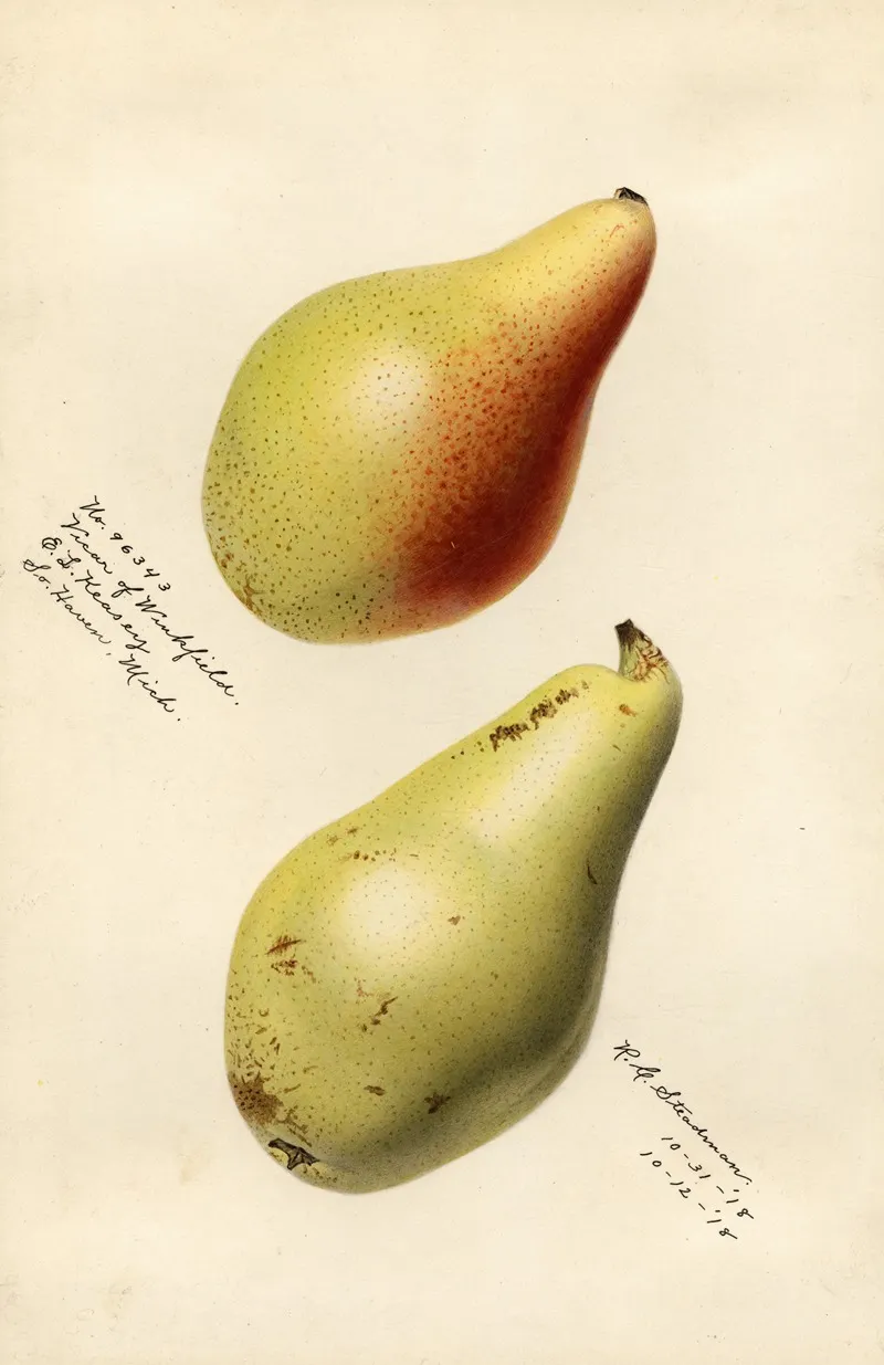 Pyrus Communis Vicar Of Winkfield Wall Art by Royal Charles Steadman - High-Resolution Digital Print