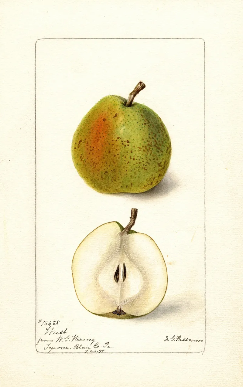 Pyrus Communis Wiest Wall Art by Deborah Griscom Passmore - High-Resolution Digital Print