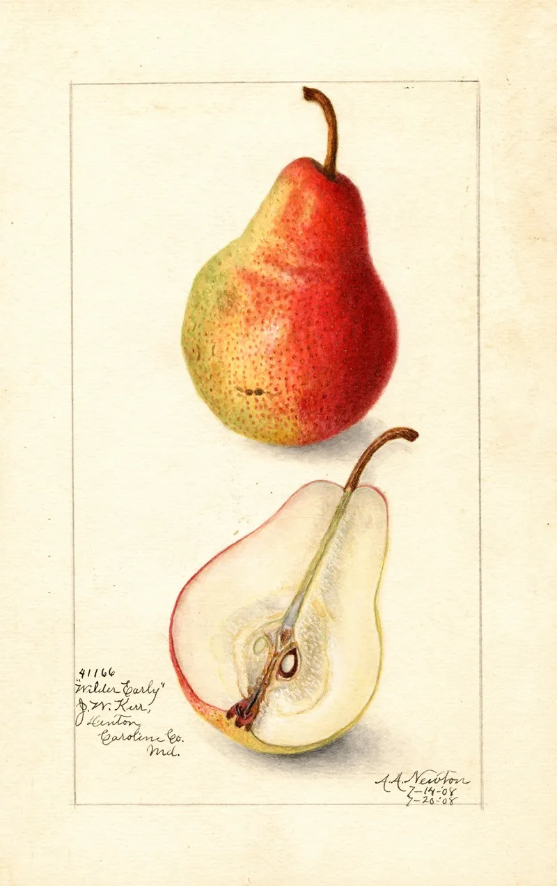 Pyrus Communis Wilder Early Wall Art by Amanda Almira Newton - High-Resolution Digital Print