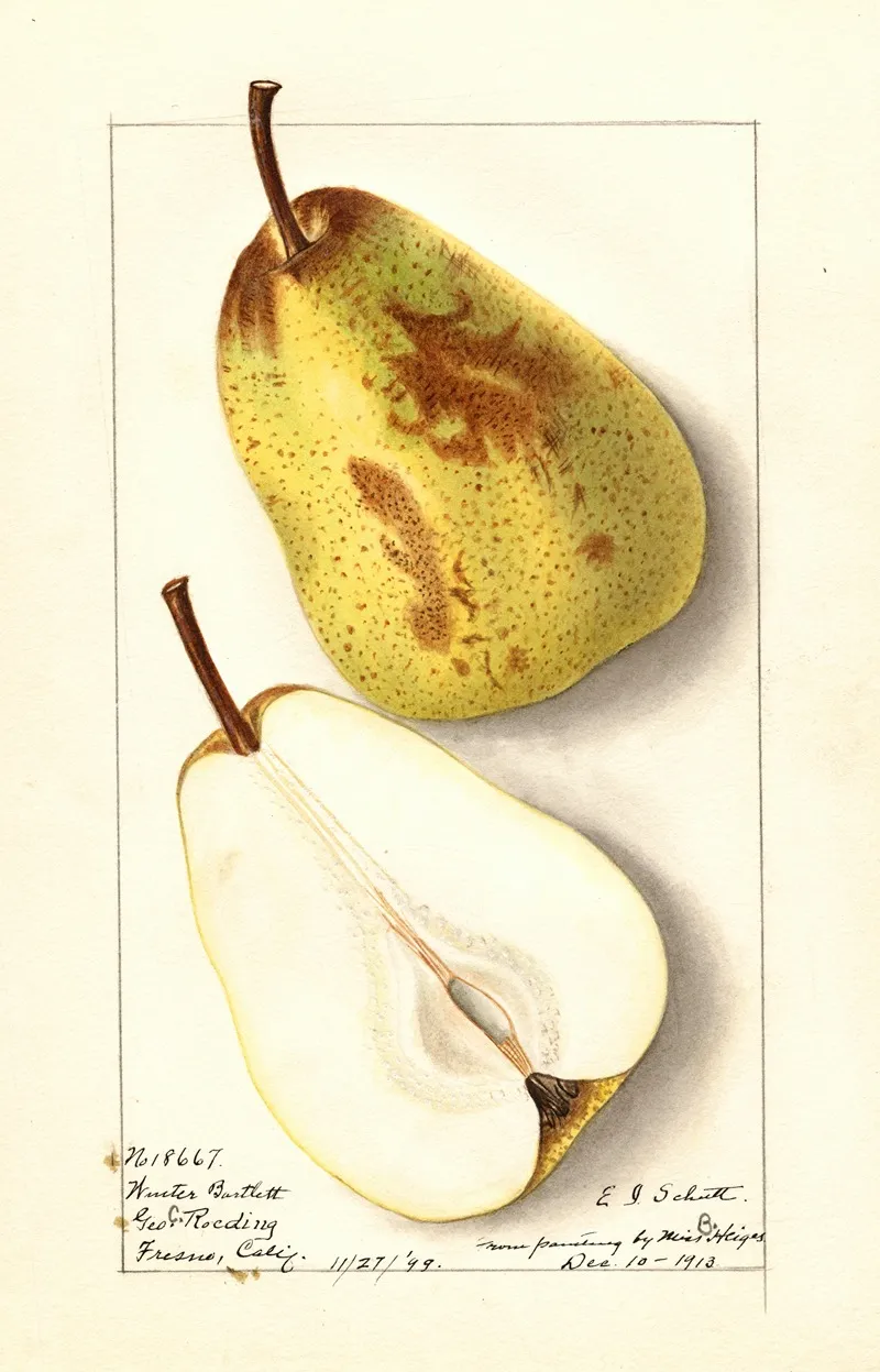 Pyrus Communis Winter Bartlett Wall Art by Ellen Isham Schutt - High-Resolution Digital Print