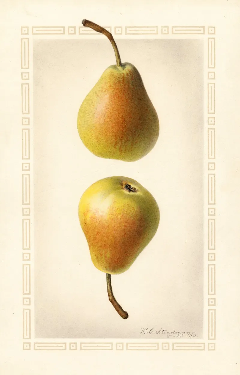 Pyrus Communis Worden Seckel 2 Wall Art by Royal Charles Steadman - High-Resolution Digital Print
