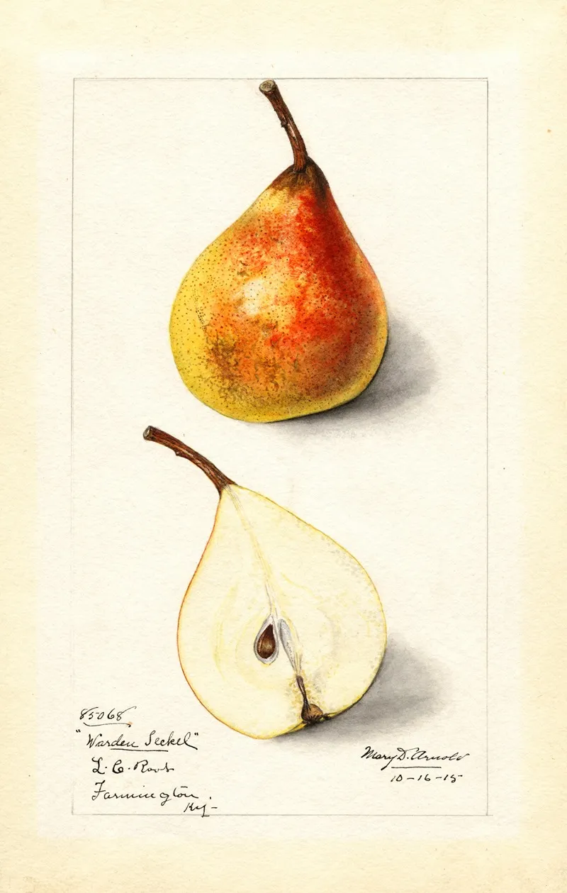 Pyrus Communis Worden Seckel Wall Art by Mary Daisy Arnold - High-Resolution Digital Print