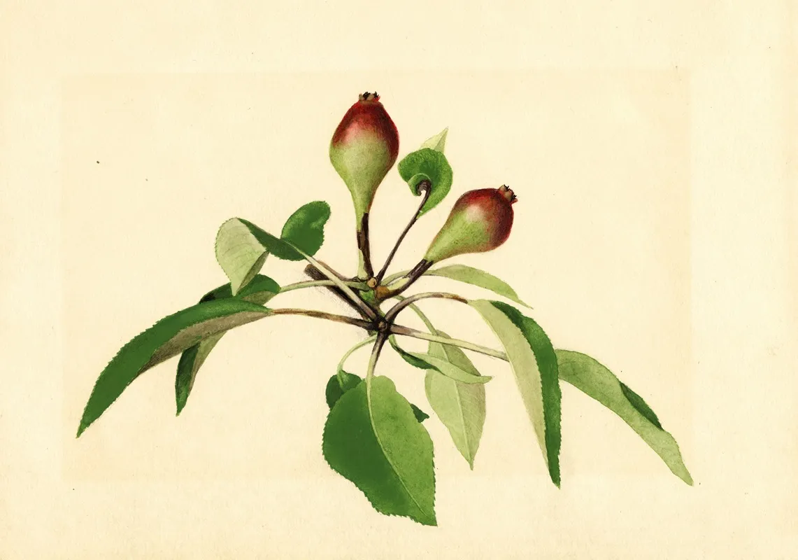 Pyrus Communis Wall Art by James Marion Shull - High-Resolution Digital Print
