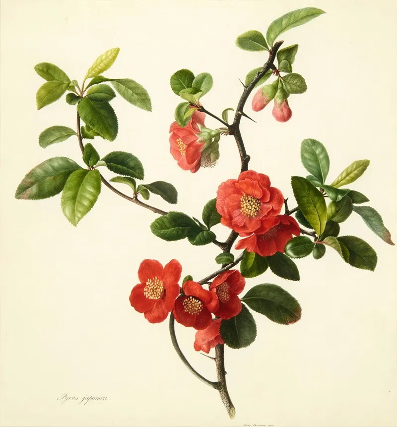 Pyrus Japonica Japanese Quince Wall Art by Mary Lawrance - High-Resolution Digital Print