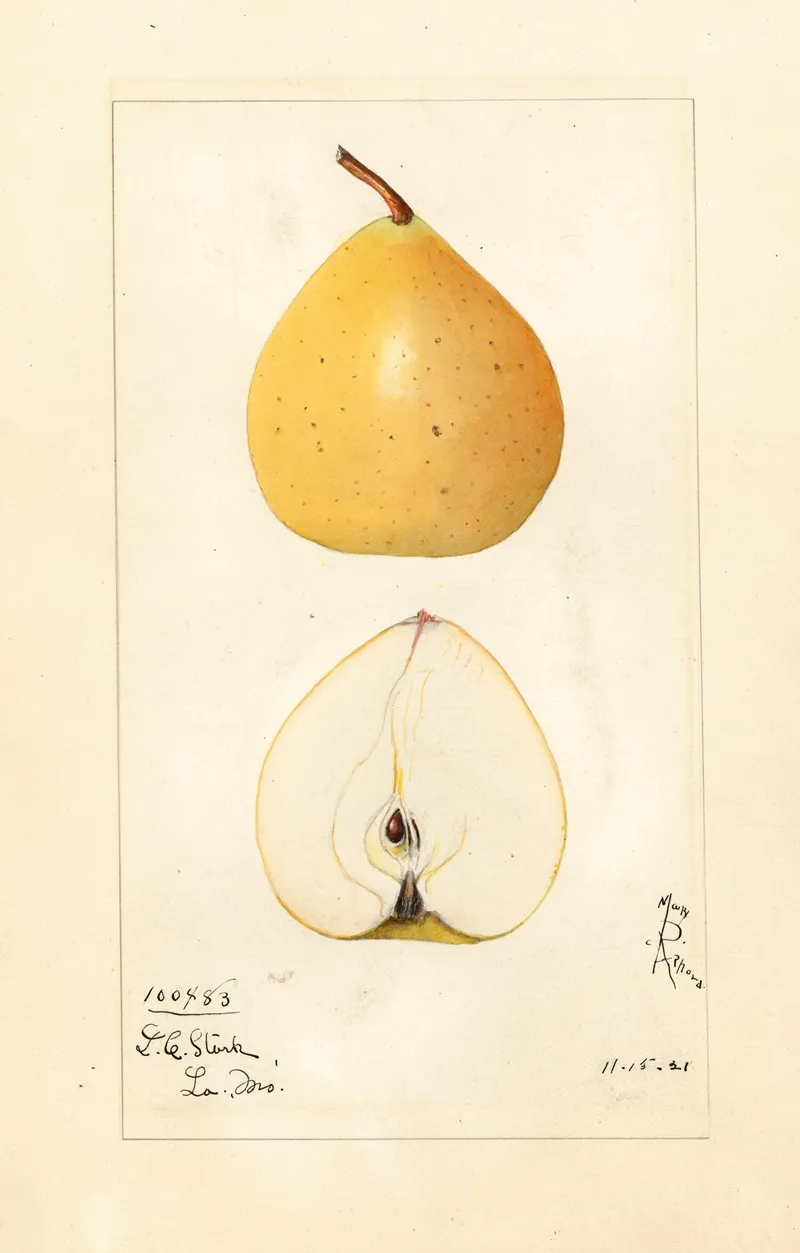 Pyrus Pyrifolia Pear Apple Wall Art by Mary Daisy Arnold - High-Resolution Digital Print