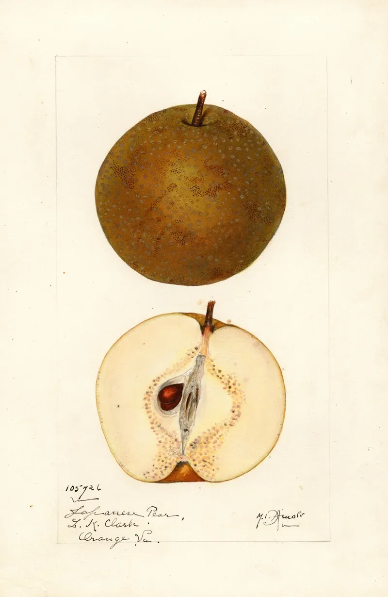 Pyrus Pyrifolia Wall Art by Mary Daisy Arnold - High-Resolution Digital Print