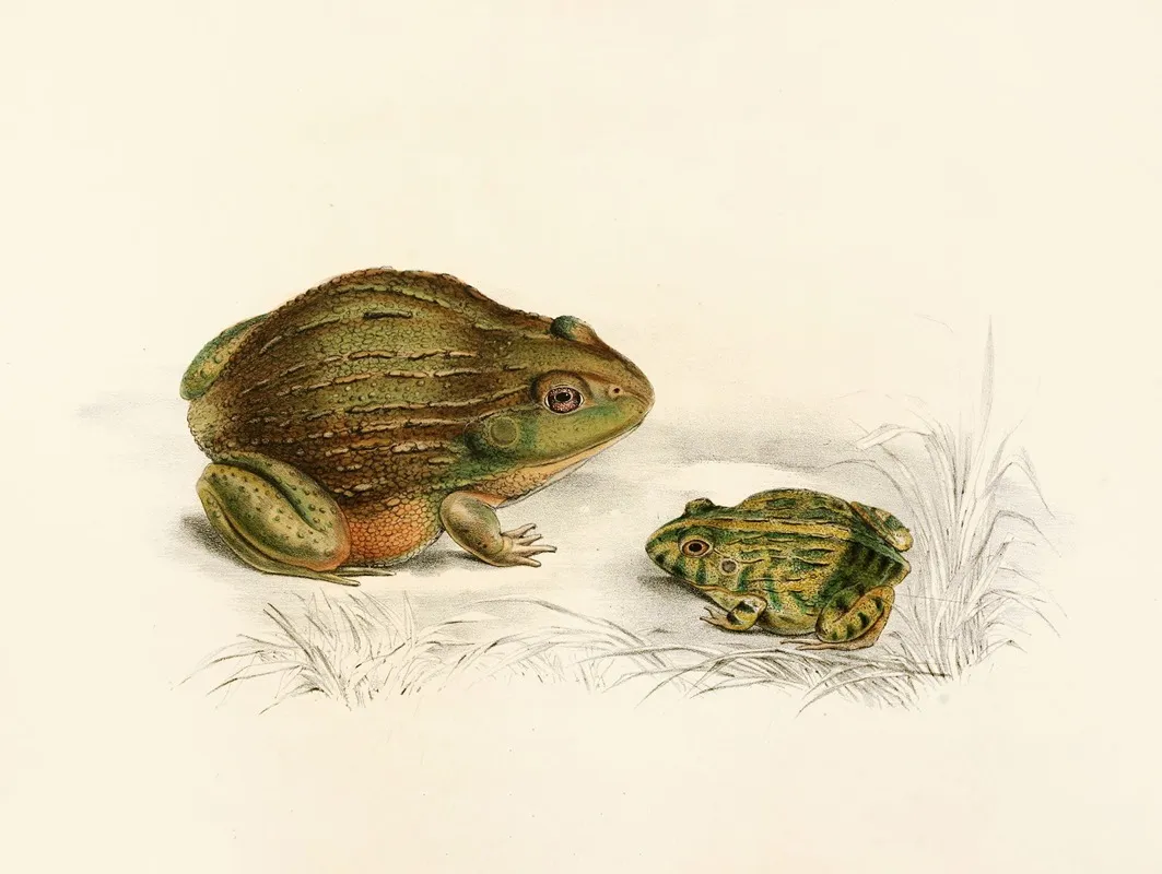Pyxicephalus Adspersus Adult Young Wall Art by Sir Andrew Smith - High-Resolution Digital Print