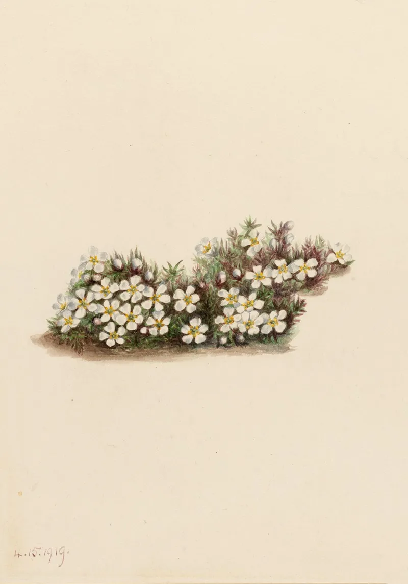 Pyxie Pyxidanthera Barbulata 2