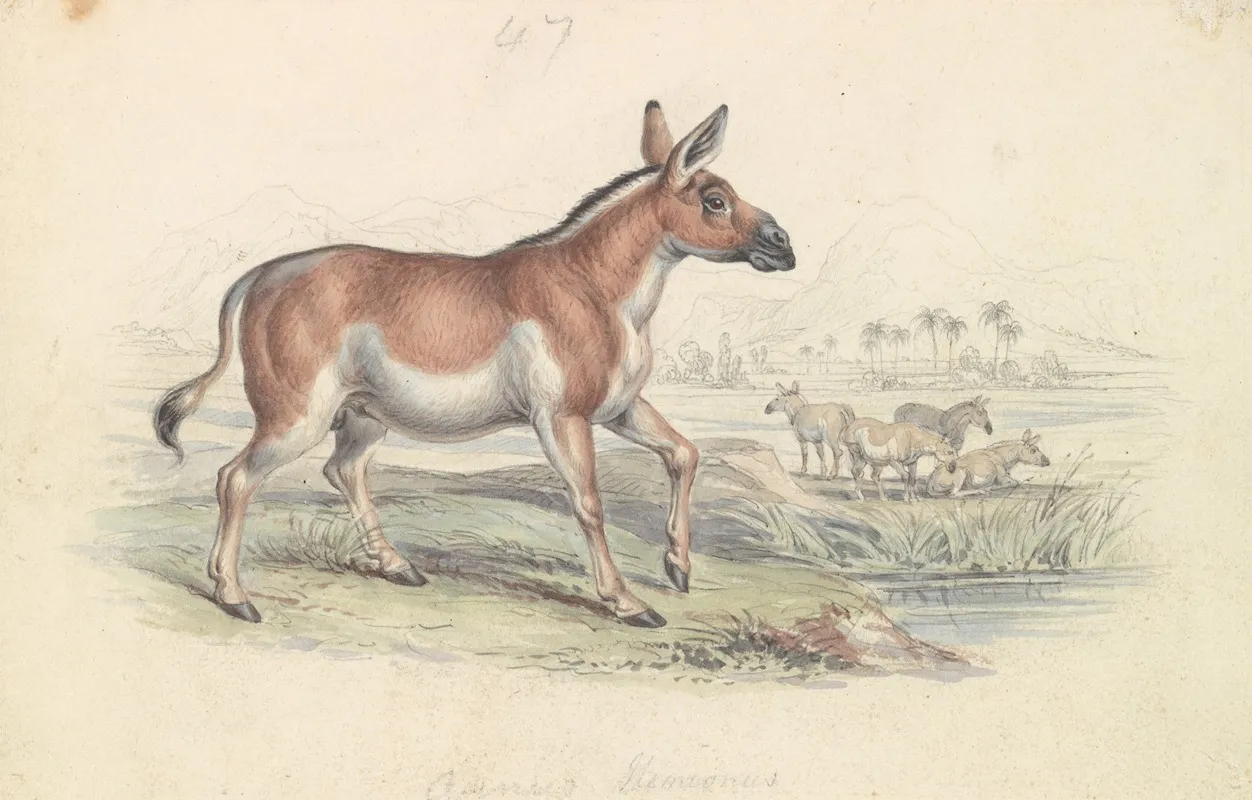 Quagga Male