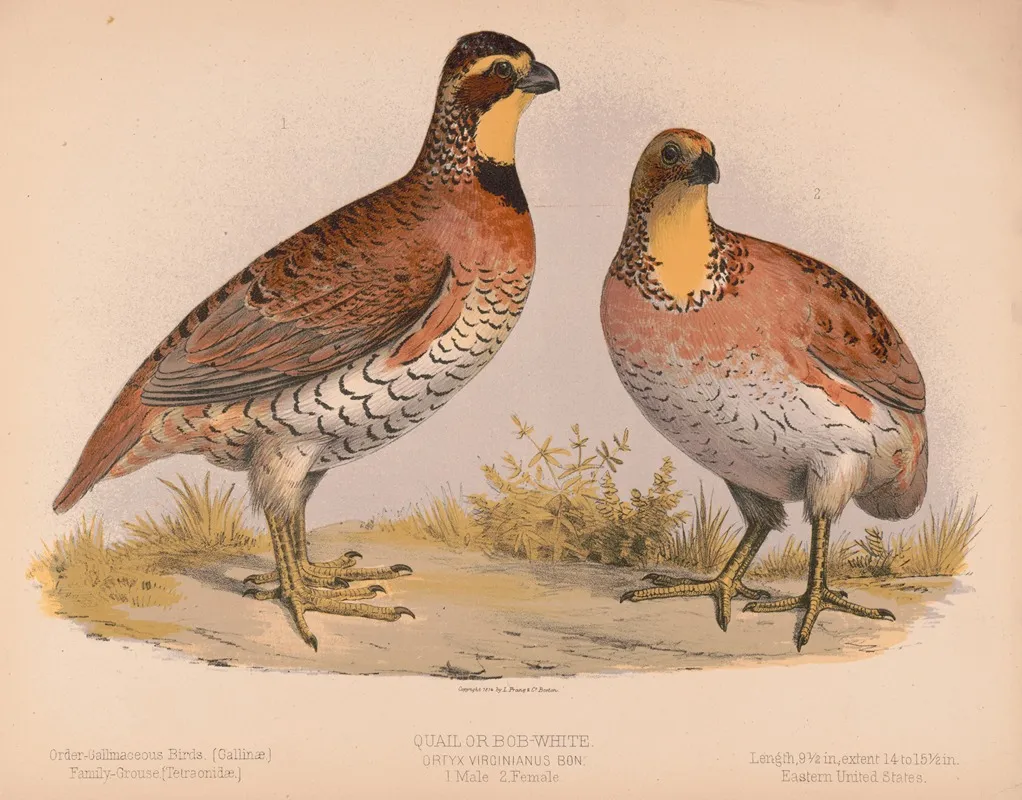 Quail Or Bob White Ortyx Virginianus Bon 1 Male 2 Female