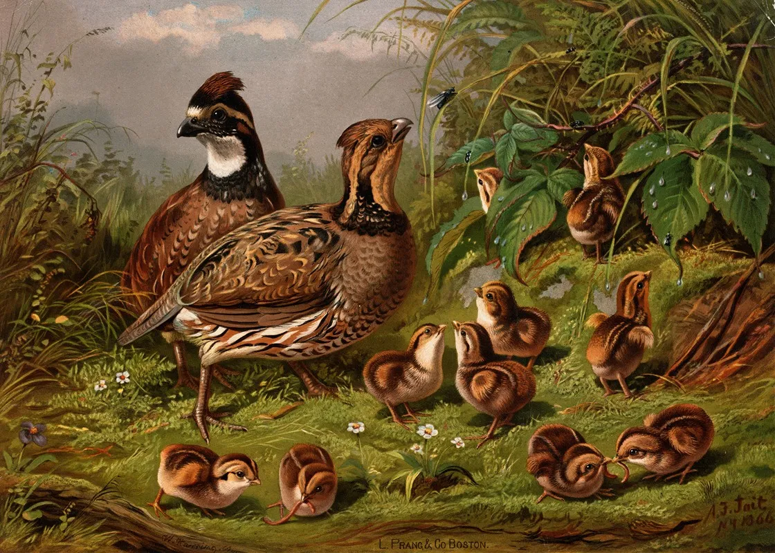 Quail