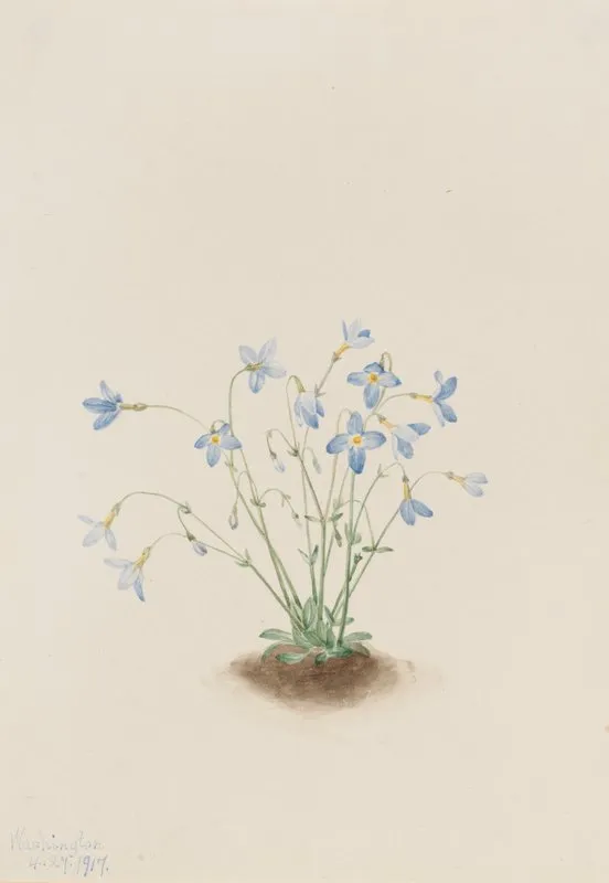 Quakerladies Houstonia Caerulea 2