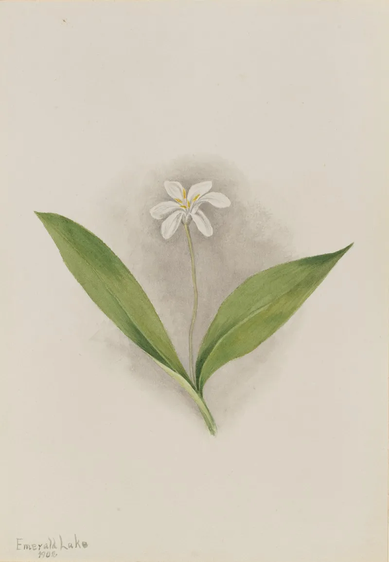 Queencup Clintonia Uniflora 2