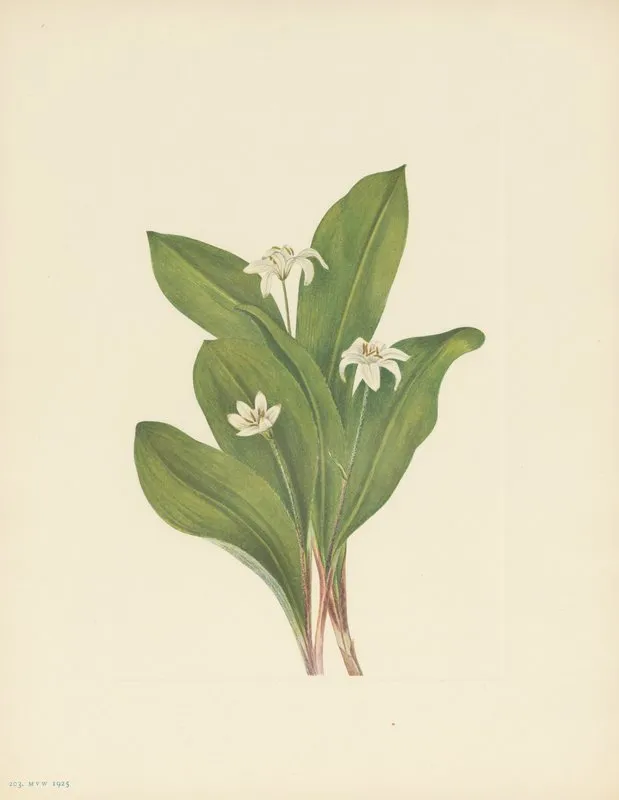 Queencup Flower Clintonia Uniflora 2