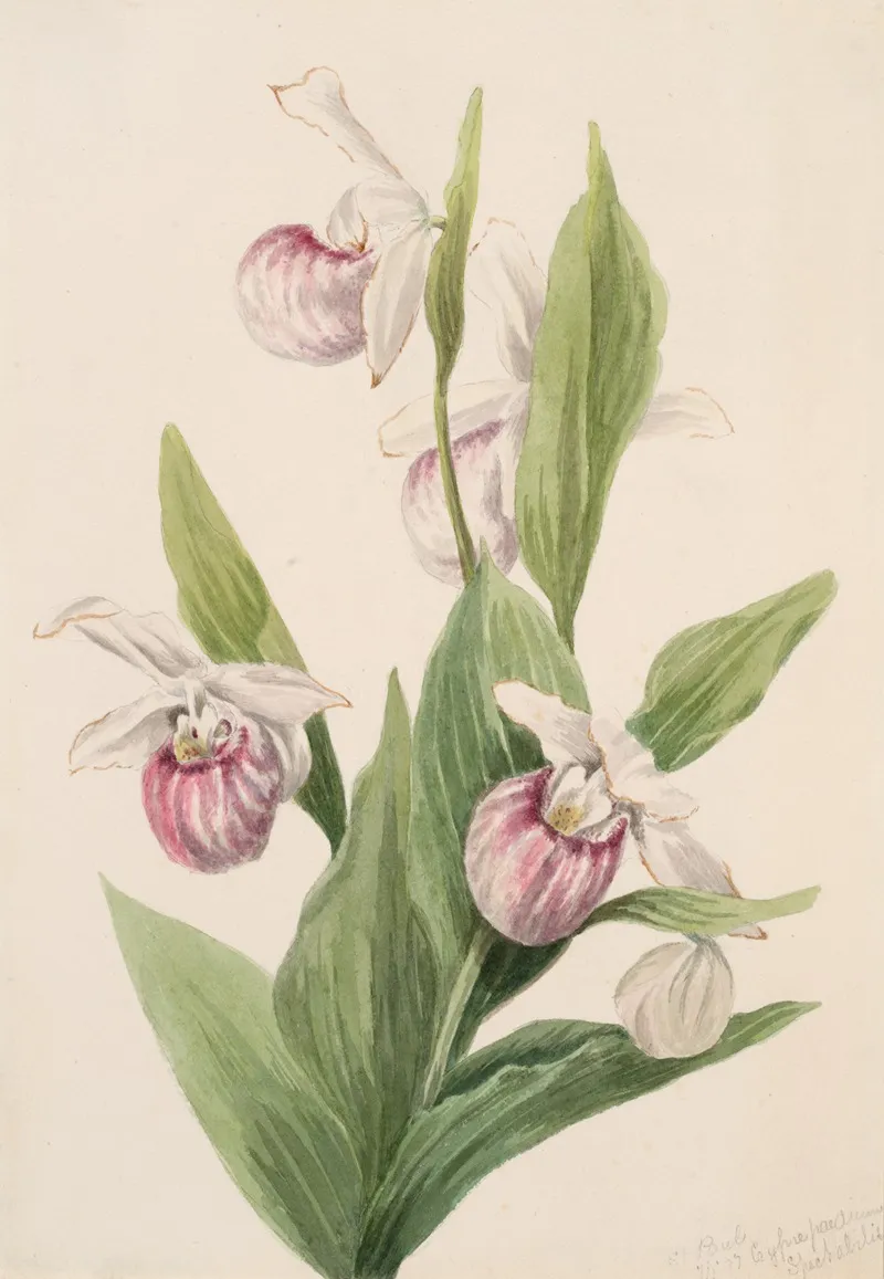 Queens Slipper Cypripedium Reginae