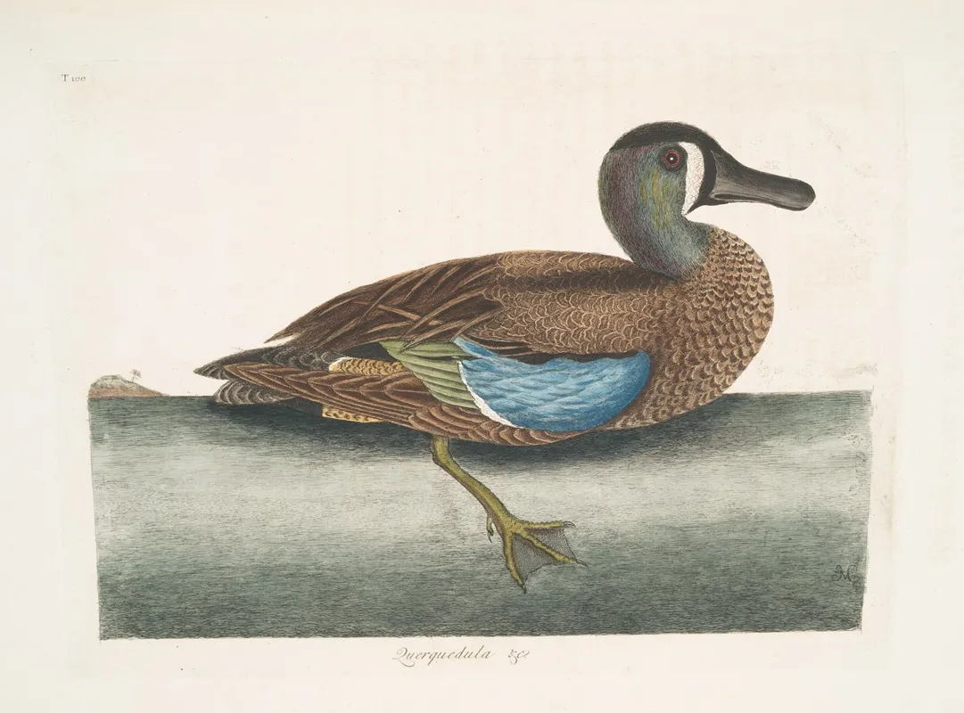 Quequedula Americana Variegata The White Face Teal Wall Art by Mark Catesby - High-Resolution Digital Print
