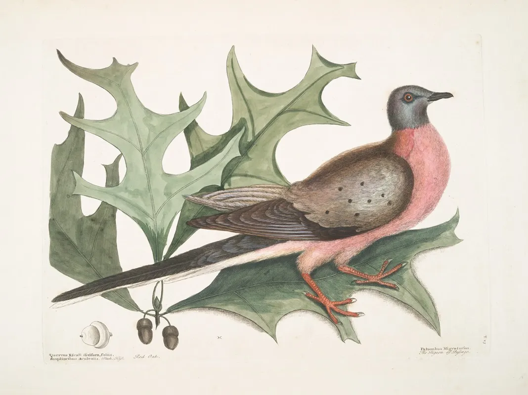 Quercus Esculi Divisura Foliis Amplioribus Aculeatis Red Oak Palumbus Migratorius The Pigeon Of Passage Wall Art by Mark Catesby - High-Resolution Digital Print