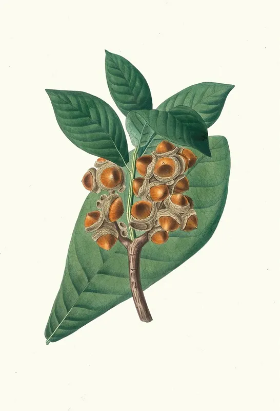 Quercus Grandifolia Magnolia Leaved Oak Wall Art by Aylmer Bourke Lambert - High-Resolution Digital Print