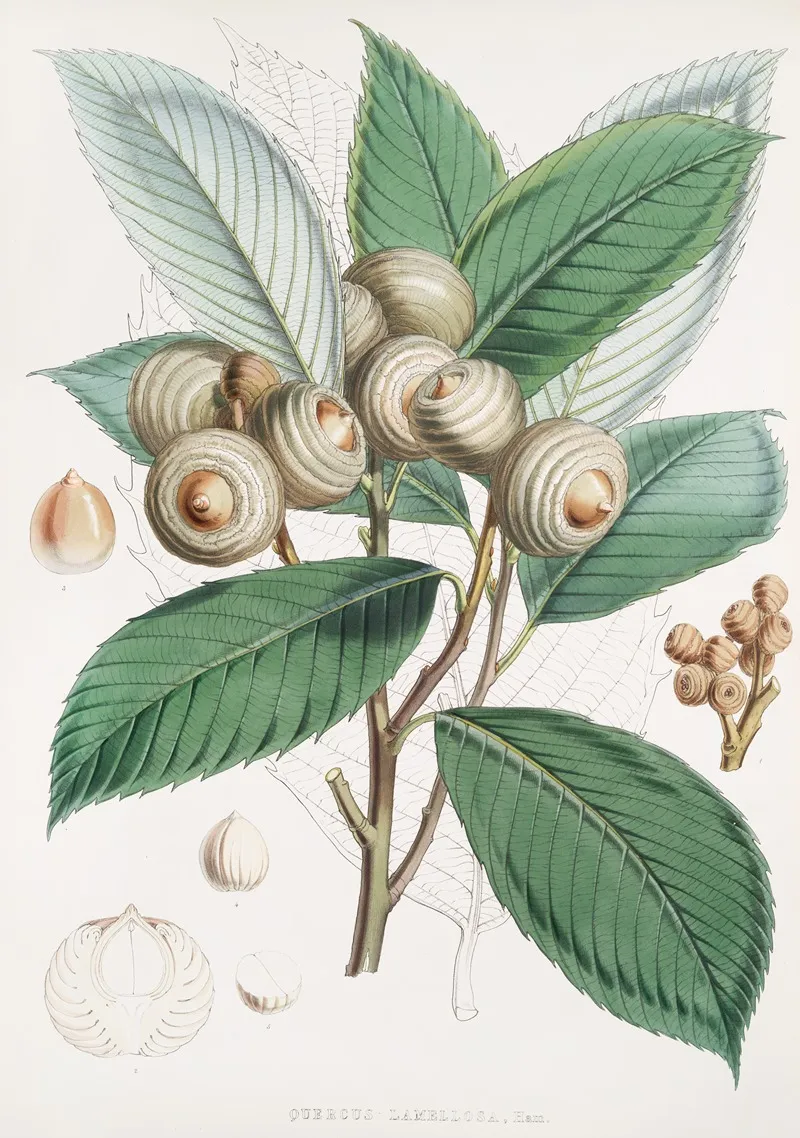 Quercus Lamellosa Ham 2 Wall Art by Walter Hood Fitch - High-Resolution Digital Print
