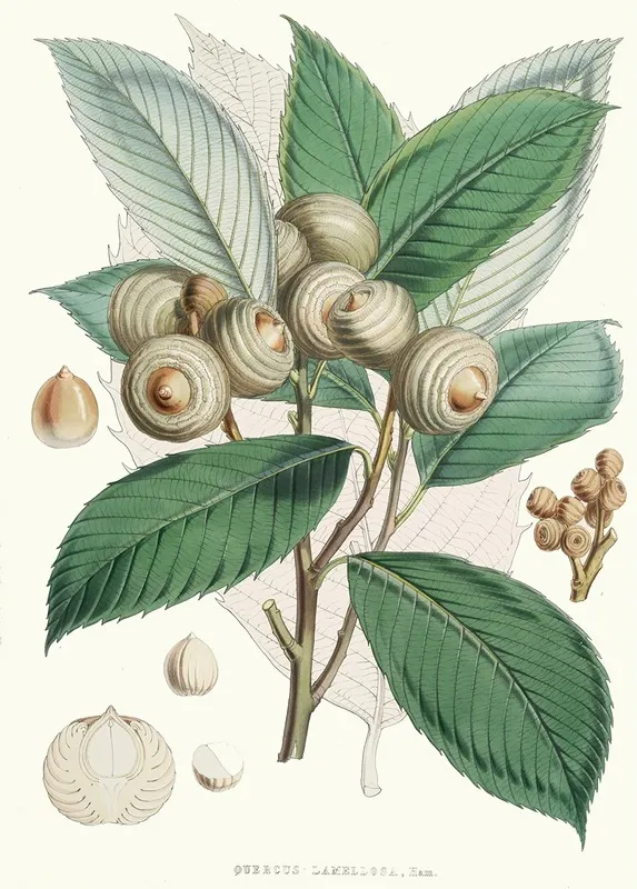 Quercus Lamellosa Ham Wall Art by Walter Hood Fitch - High-Resolution Digital Print