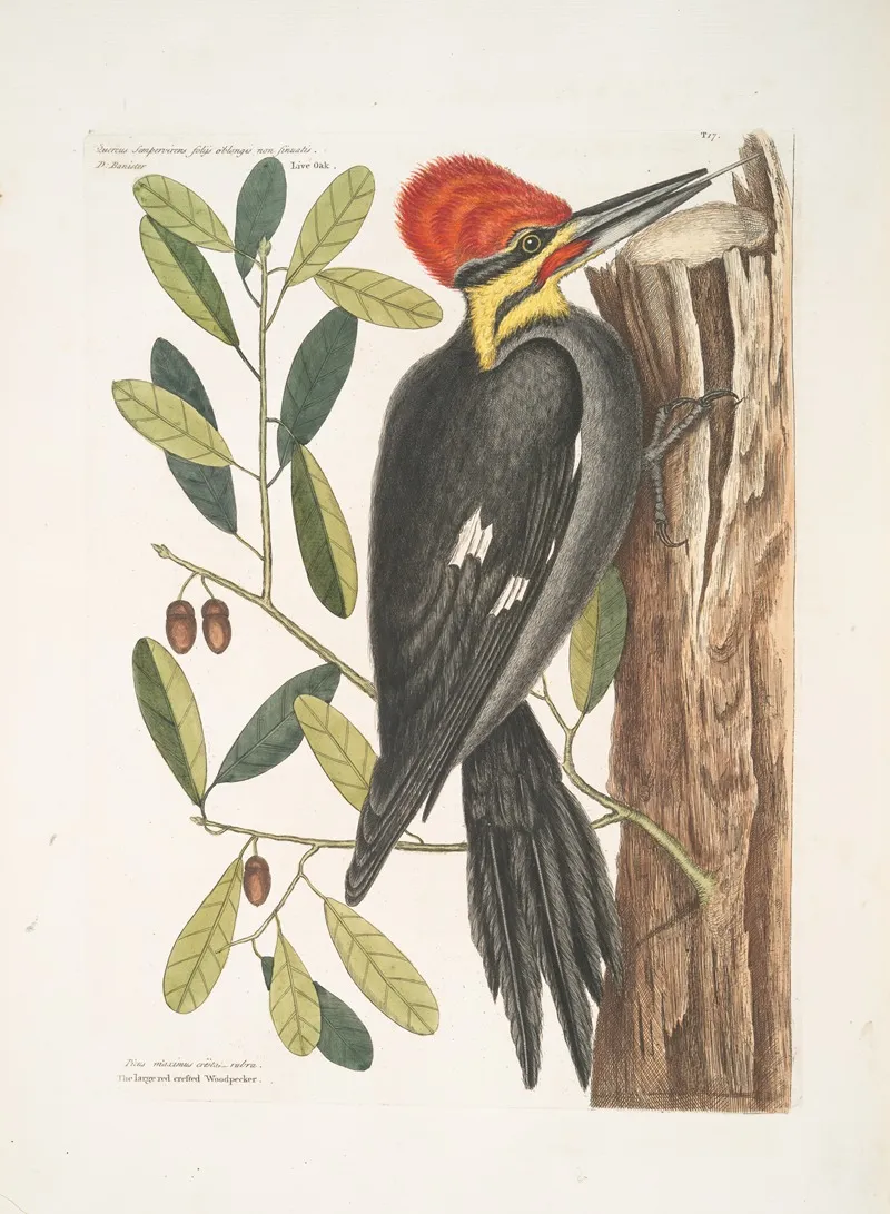 Quercus Sempervirens Foliis Oblongis Non Sinuatis Live Oak Picus Maximus Crista Tubra The Large Red Crested Woodpecker Wall Art by Mark Catesby - High-Resolution Digital Print