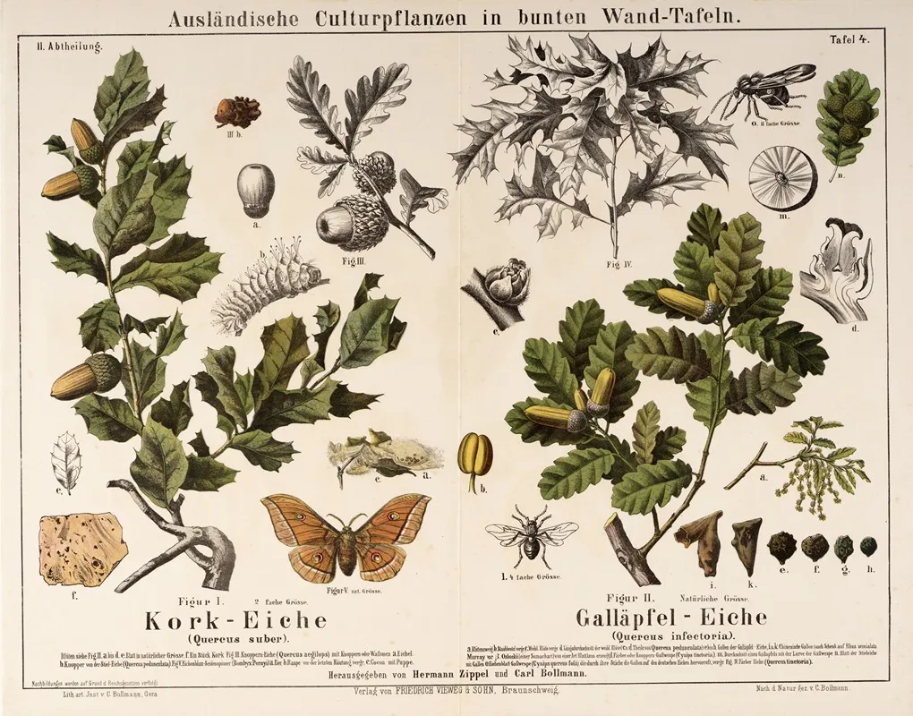 Quercus Suber Quercus Infectoria Kurkeik Portugese Eik Wall Art by Hermann Zippel - High-Resolution Digital Print