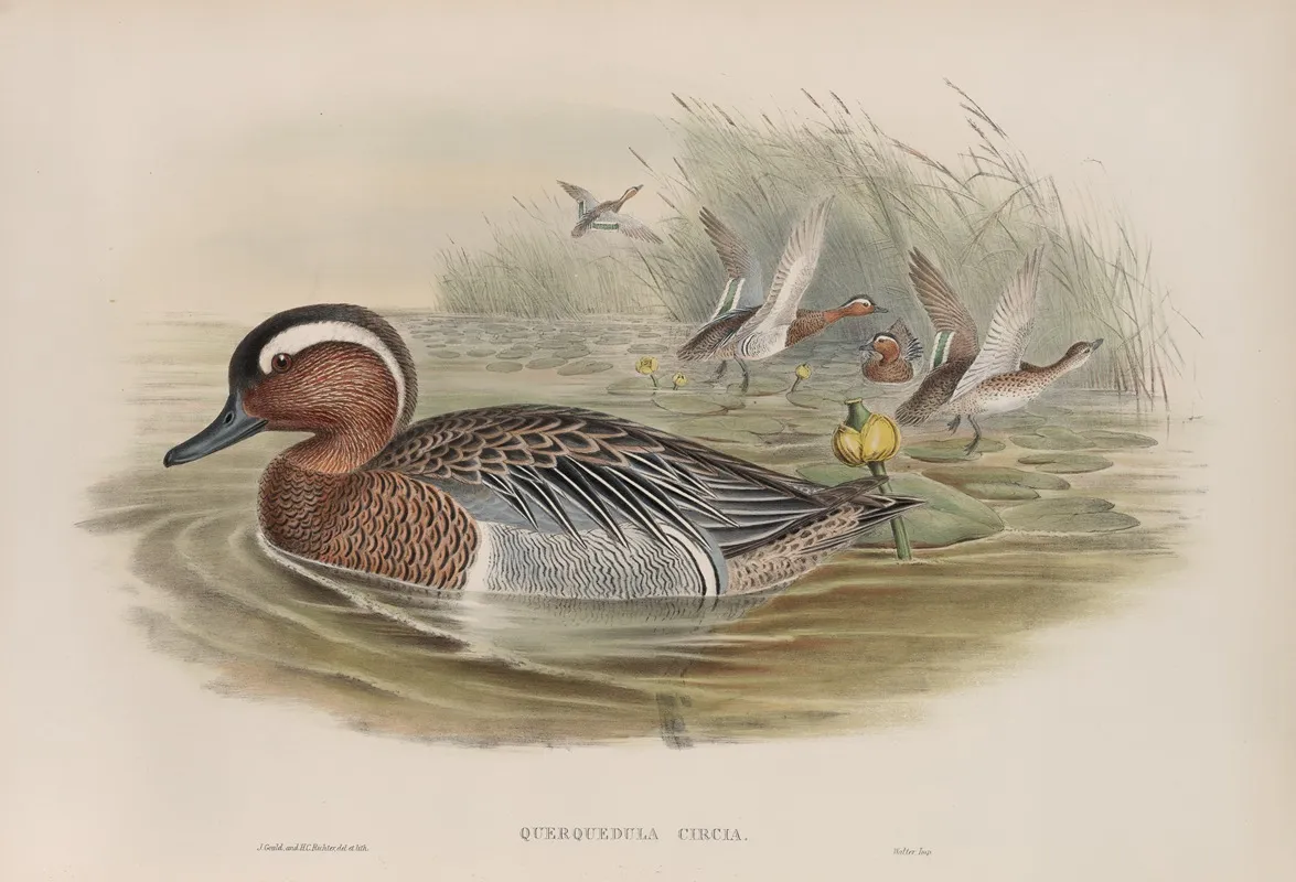 Querquedula Circia Garganey Wall Art by John Gould - High-Resolution Digital Print