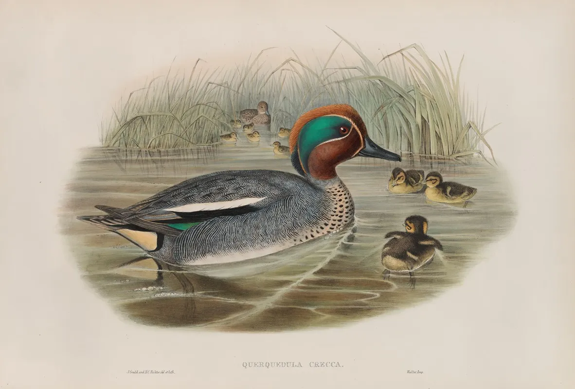 Querquedula Crecca Teal Wall Art by John Gould - High-Resolution Digital Print