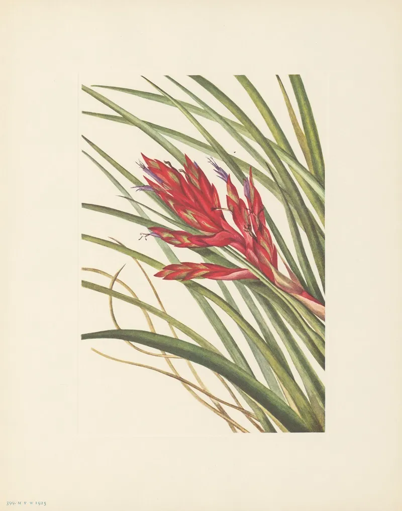 Quill Leaf Tillandsia Tillandsia Fasciculata 2
