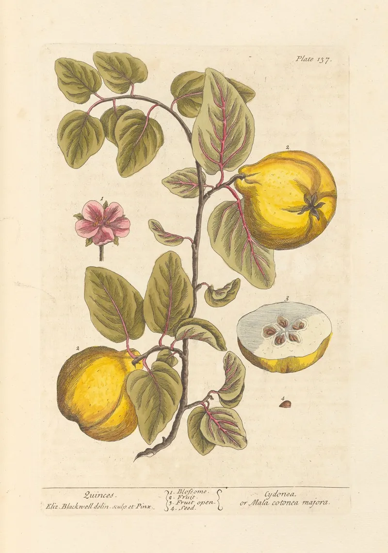 Quinces 3 Wall Art by Elizabeth Blackwell - High-Resolution Digital Print
