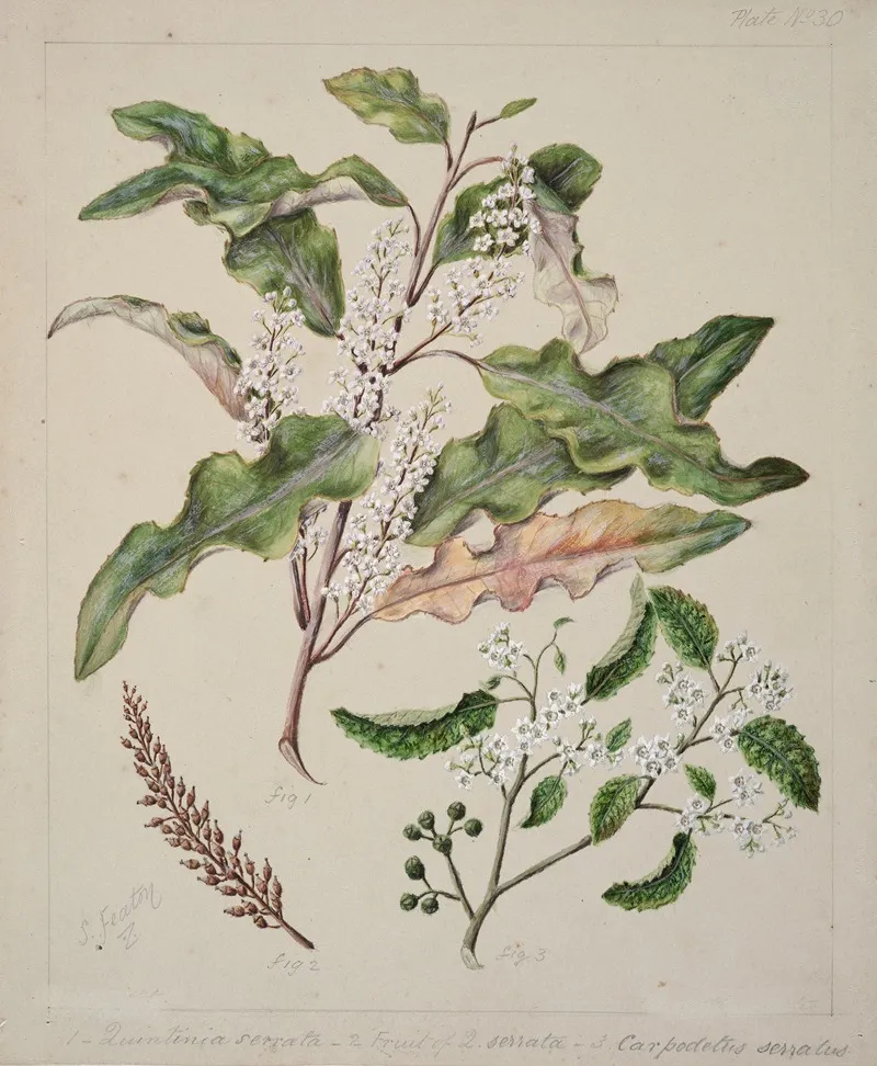 Quintinia Serrata Carpodetus Serratus Wall Art by Sarah Featon - High-Resolution Digital Print