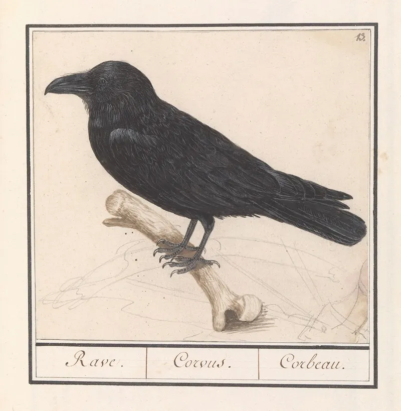Raaf Corvus Corax Wall Art by Anselmus Boëtius de Boodt - High-Resolution Digital Print