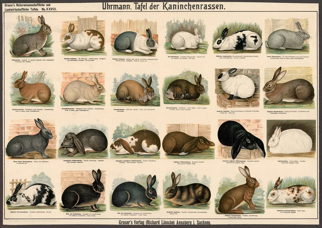 Rabbit Breeds Wall Art by E. Schiewick - High-Resolution Digital Print