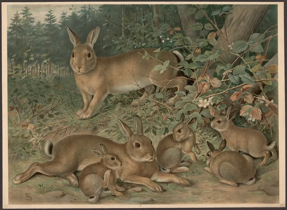 Rabbits 10 Wall Art by Emil Schmidt - High-Resolution Digital Print