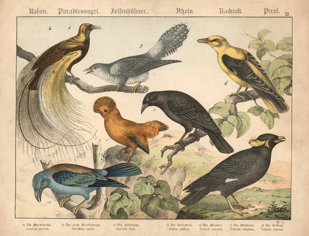 Raben Paradiesvogel Felsenhuhner Asseln Kurkurk Pirol Wall Art by Gotthilf Heinrich von Schubert - High-Resolution Digital Print