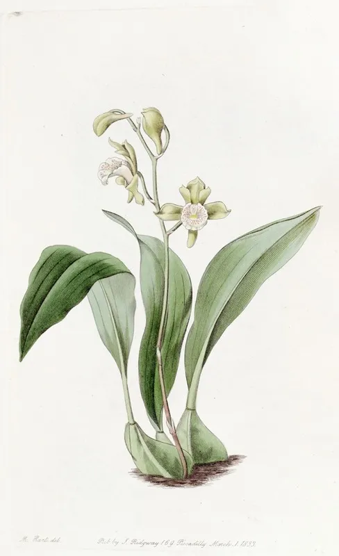 Raceme Flowered Maxillaria Wall Art by Sydenham Edwards - High-Resolution Digital Print