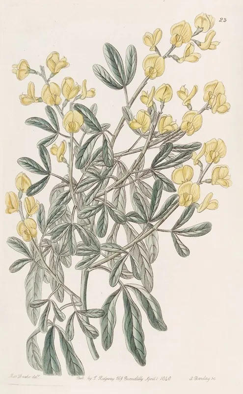 Racemose Genista Wall Art by Sydenham Edwards - High-Resolution Digital Print