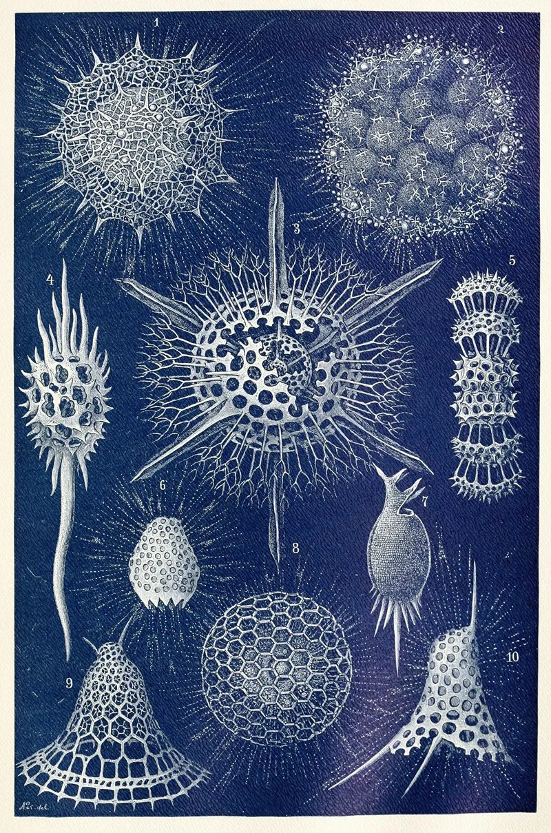 Radiolarians Wall Art by Anonymous - High-Resolution Digital Print