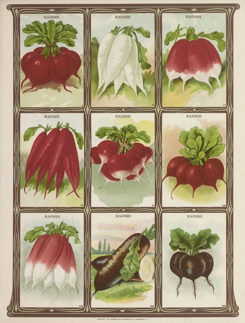 Radish 2 Wall Art by Genesee Valley Lithograph Co. - High-Resolution Digital Print